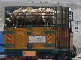 نقل و انتقال دام در قزوین فقط با مجوز دامپزشکی امکان‌پذیر است؛ توقیف ۱۷۱ رأس دام فاقد مجوز
